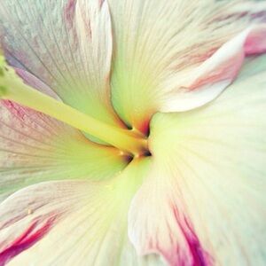 Meet your Posher, Amelia